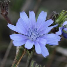 chicory-3762529_1920